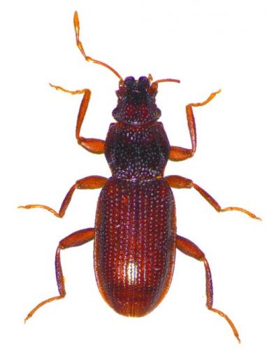 Réf. 213 246 : Hydraena gracilis
